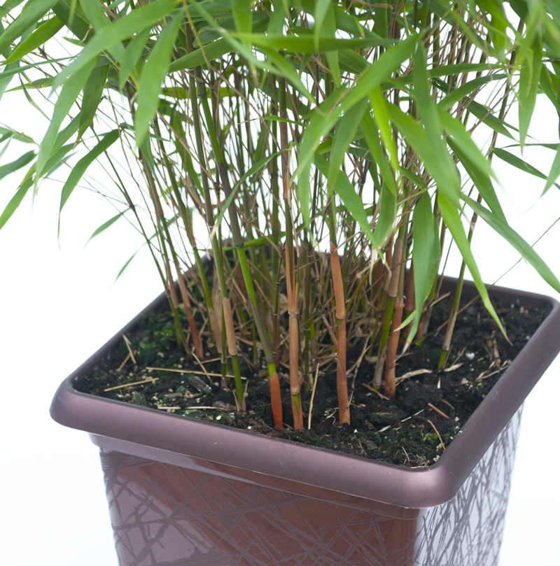 ./assets/img/476-bambou-non-tracant-en-pot.jpg